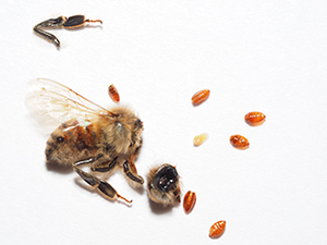A photo of florid pupae and a dead honeybee.